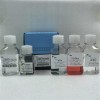 Test Kit#383Լ